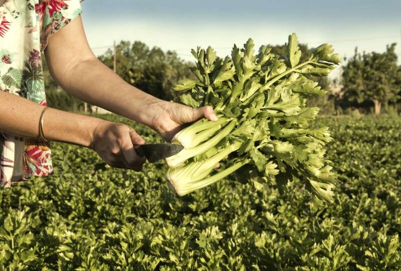 Une femme utilise ses mains pour récolter un bouquet de céleri à l'extérieur.