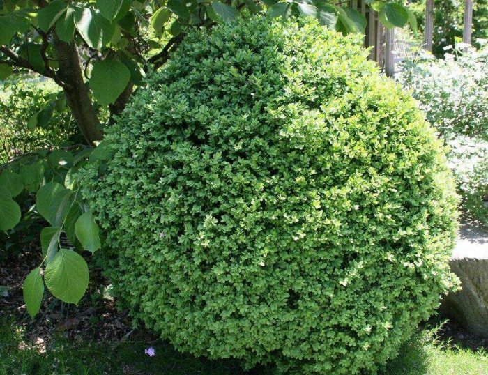 Buxus sempervirens 'Suffruticosa'