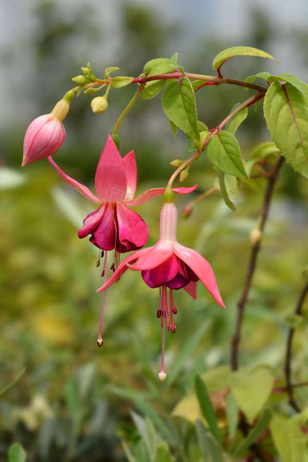 iStockplantes_de_patio_hybrides Fuschia