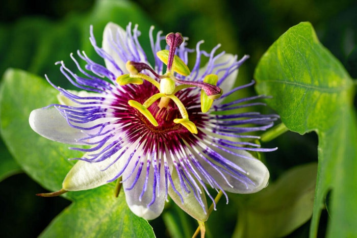 Passiflore violette, marron, blanche et verte poussant dans des feuilles vertes.