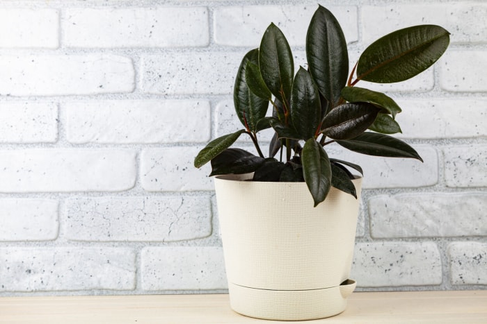 Plante d'intérieur en pot sur fond de mur de briques. Ficus elastica.