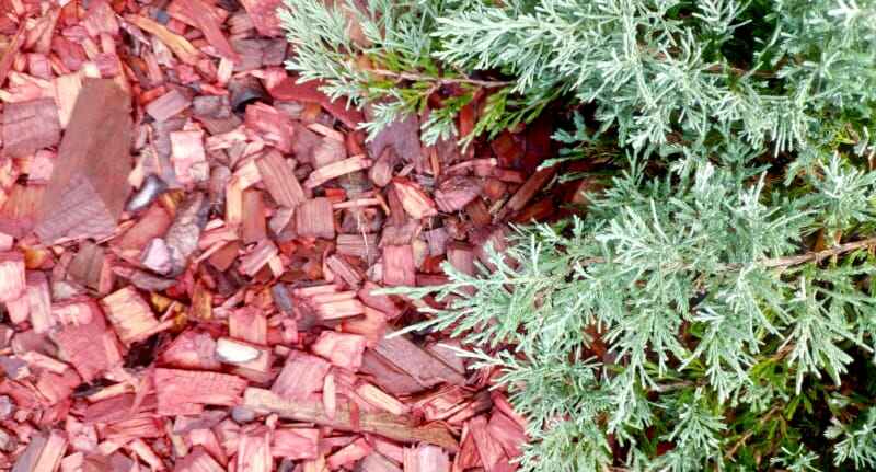 Paillage de plantes avec de l'écorce de cèdre rouge dans un jardin vert. Paillis de copeaux autour d'un arbuste de genévrier avec des fleurs dans la cour. Paillis de bois dur dans un jardin paysager. Entretien de la pulpe de printemps entretien de la maison