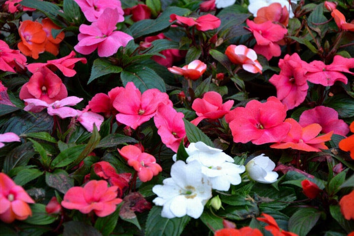 iStock-1400978430 fleurs annuelles Impatiens Walleriana.jpg