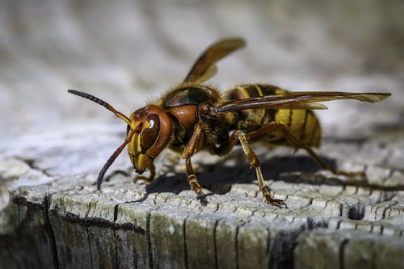 Une guêpe frelon européenne se repose sur une souche d'arbre.