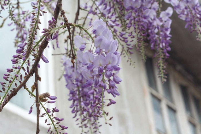 plantes indigènes