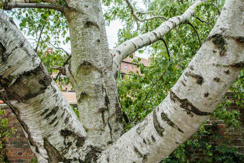 Un tronc de bouleau argenté montre des traces de chute d'une branche et laisse une marque qui ressemble à un œil d'arbre