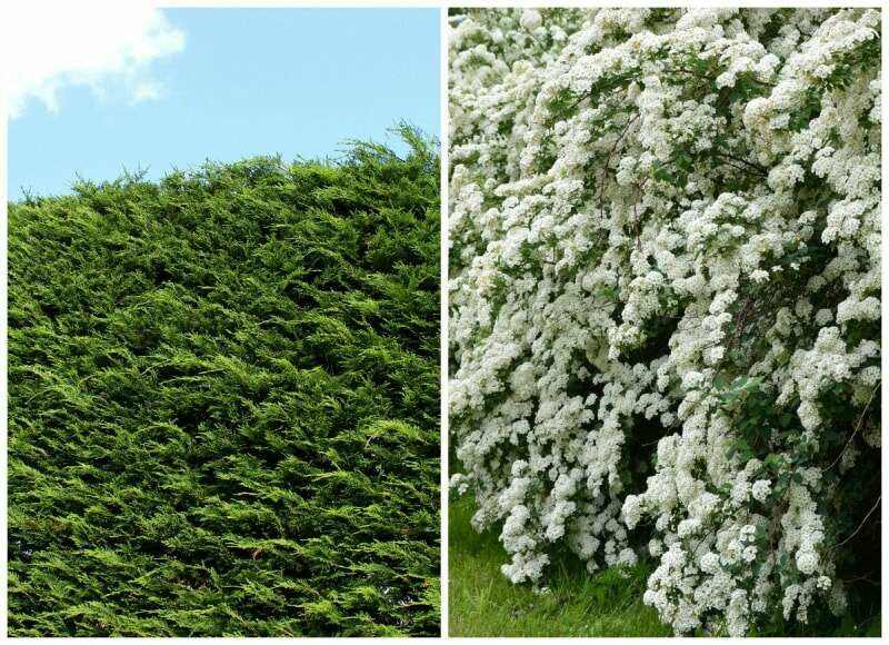 Mauvais voisins : 11 paires de plantes à ne jamais cultiver côte à côte