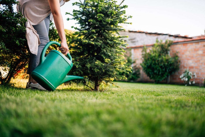 Une personne utilise un arrosoir pour arroser un jeune arbre dans une cour.