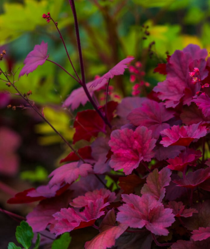 feuilles rouge vif de la plante de cloche de corail avec de petites fleurs en croissance