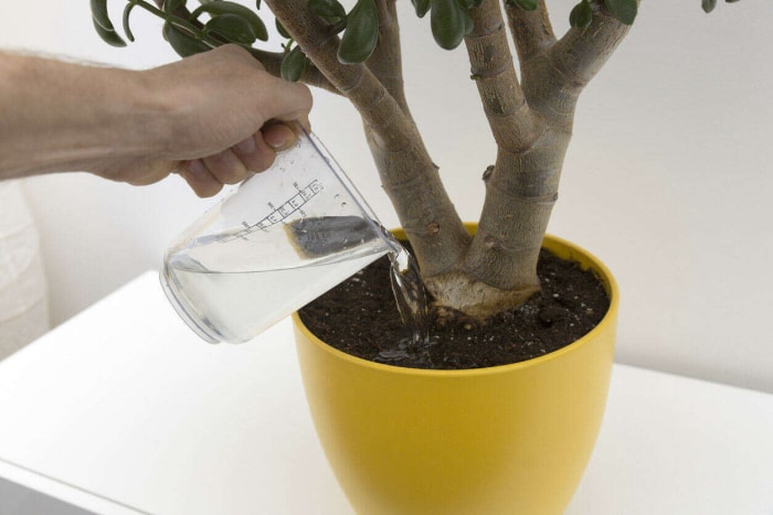 Une personne arrose une plante d’intérieur avec une tasse à mesurer.