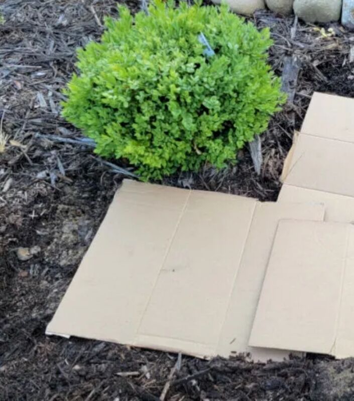 Utilisation de boîtes en carton pour éliminer les mauvaises herbes.