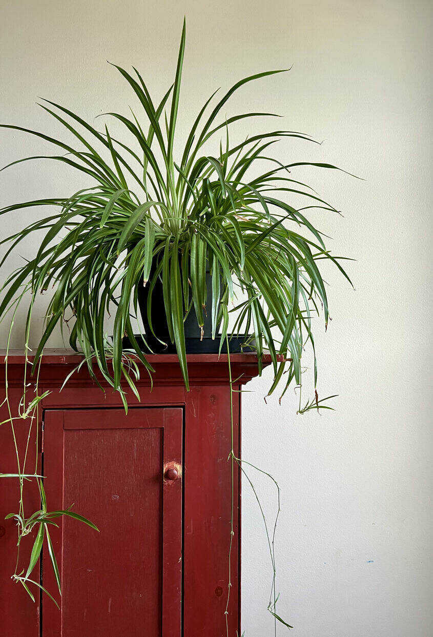 Grande plante araignée blanche et verte dans un pot noir posé au sommet d'une commode rouge.