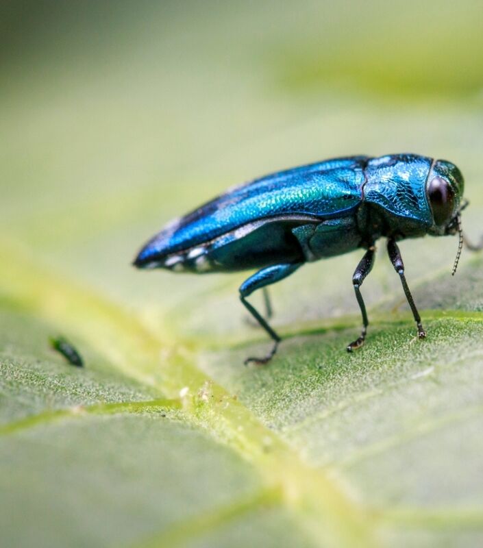 Insecte de couleur émeraude