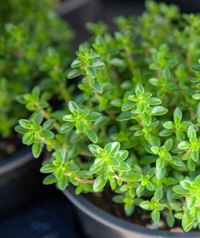 Les meilleures herbes à cultiver en intérieur