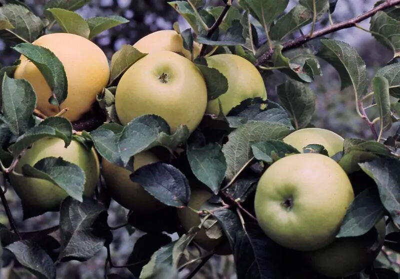 Pépinière Stark Brothers Pommes résistantes aux maladies Pomme immaculée sur l'arbre