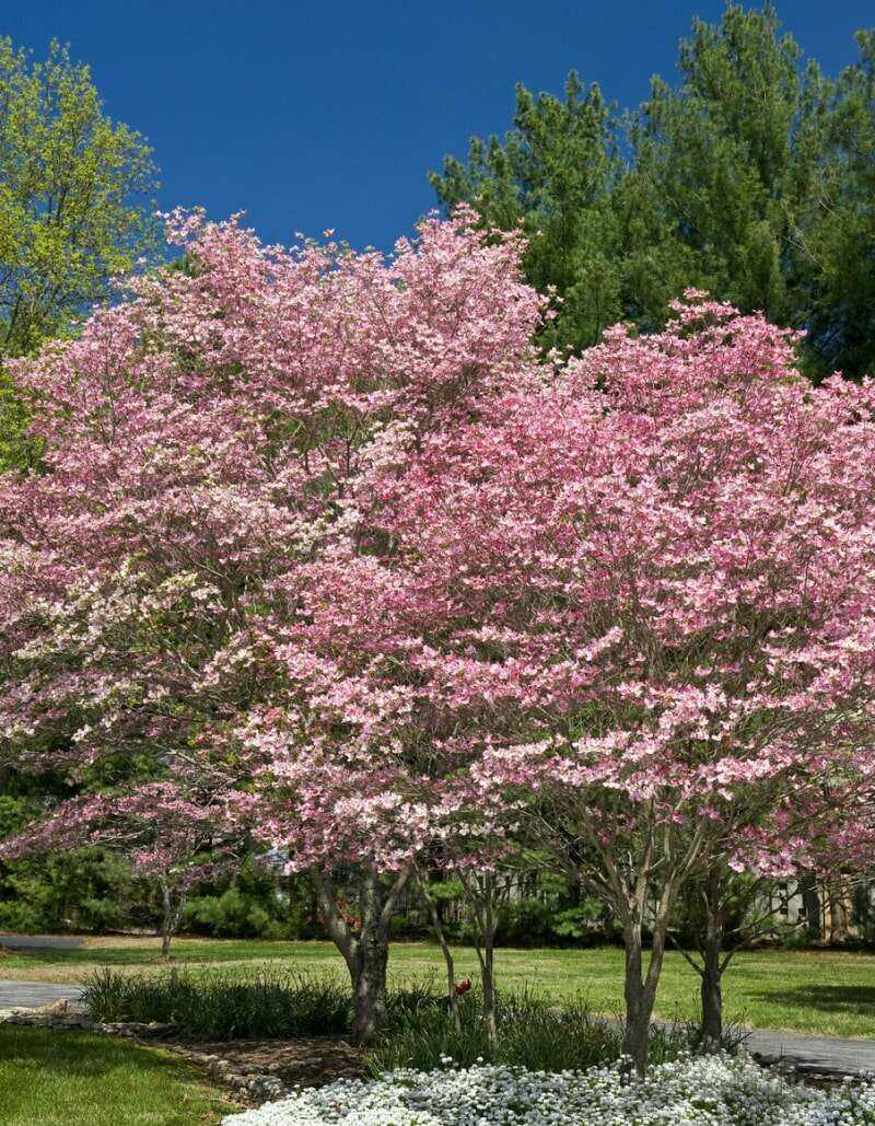 meilleurs arbres pour l'arrière-cour cornouillers à fleurs roses