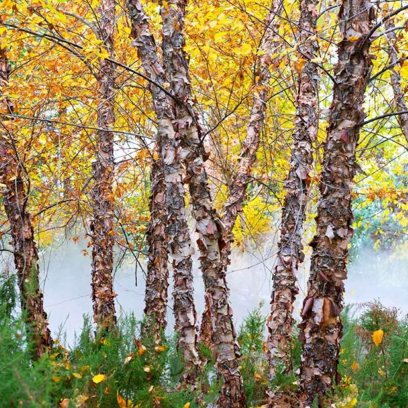 Bouleaux de rivière à l'écorce écaillée et aux feuilles jaunes.