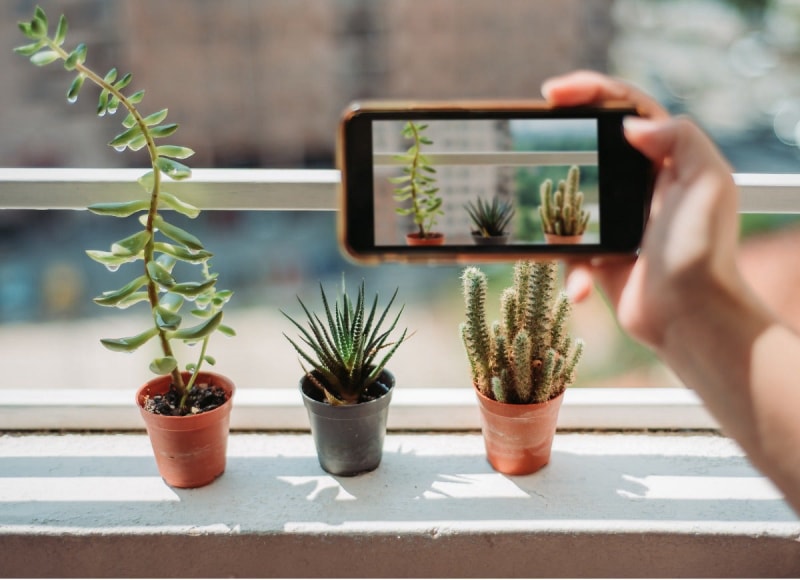 8 fils de discussion Reddit sur le thème botanique que tous les parents de plantes devraient connaître