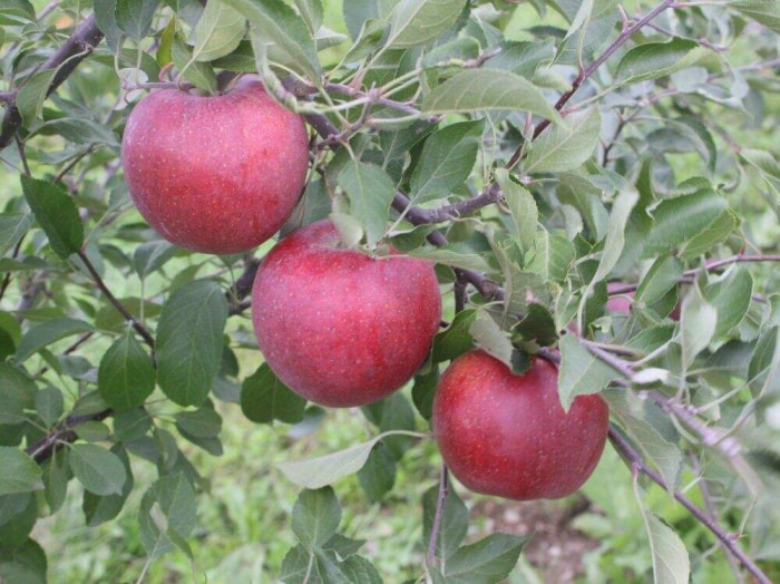 Pommes résistantes aux maladies de la pépinière Cummins Pomme Winecrisp