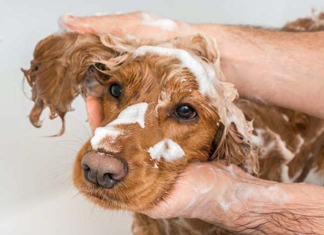 Conseils pour le dépoussiérage Toilettage des animaux de compagnie