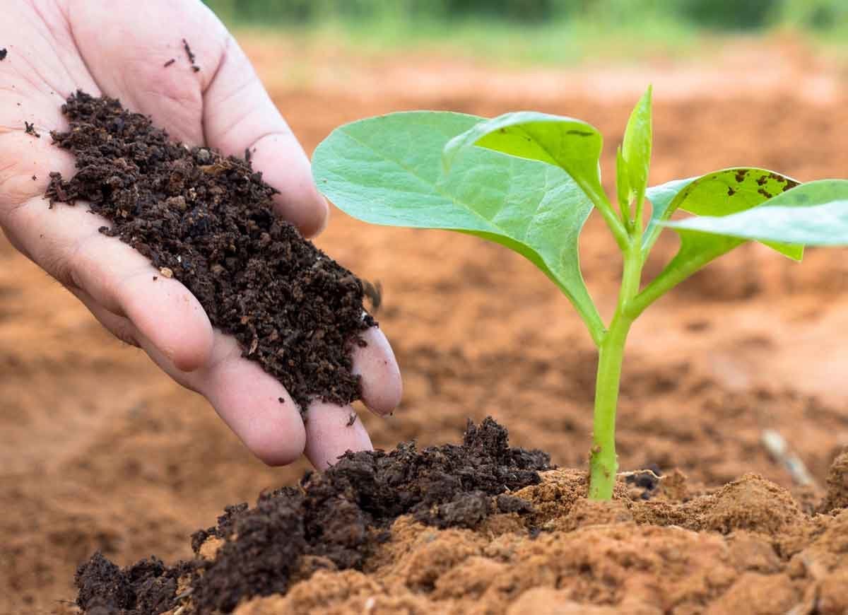 Les meilleures choses que vous pouvez faire pour le sol de votre jardin