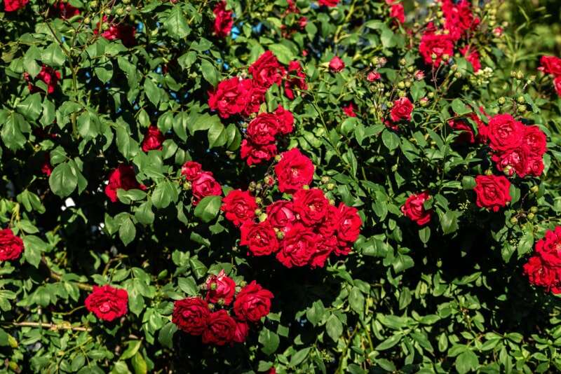 rosier rouge dans le jardin