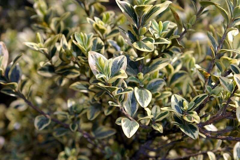 Buxus sempervirens 'Elegantissima'