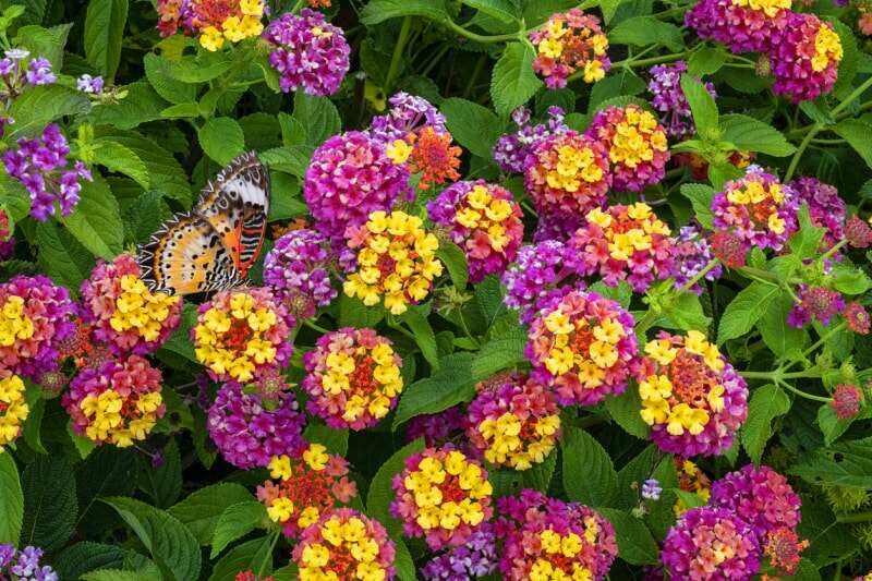 iStock-1327533598 fleurs annuelles lantana.jpg