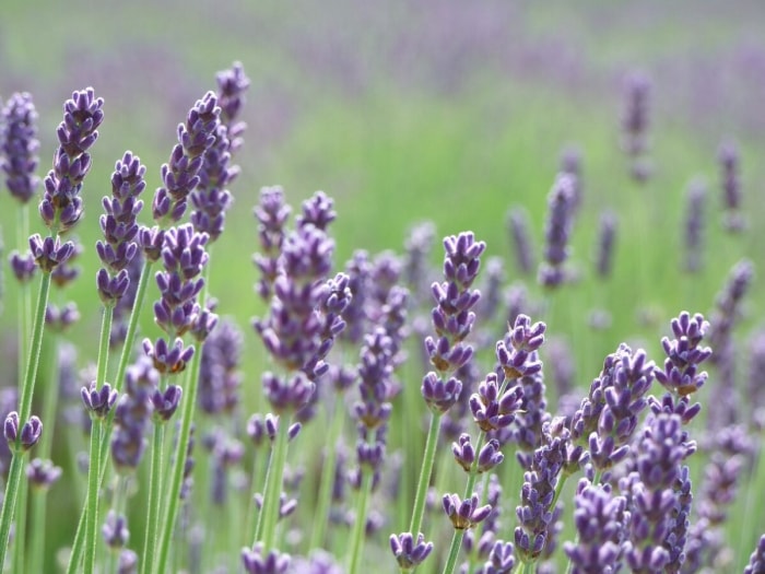 Fleurs de lavande anglaise violettes.