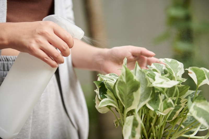 Mains d'une femme arrosant une plante aux feuilles panachées