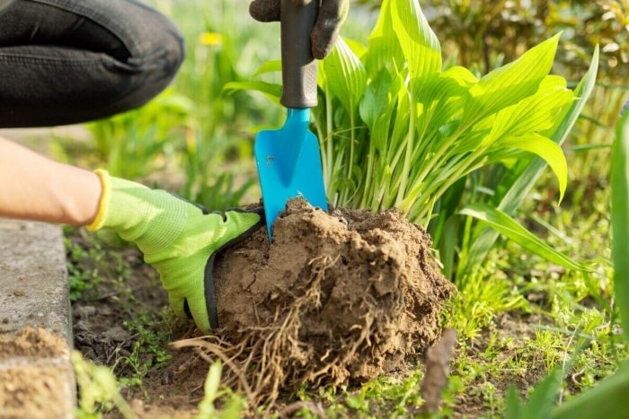 façons gratuites de démarrer un jardin - jardinier utilisant un outil pour diviser les plantes