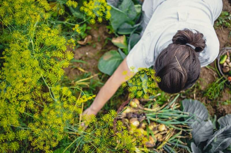 plantation compagne