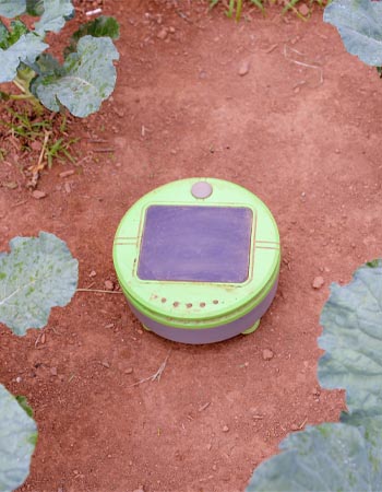 Le robot de désherbage Tertill dans un jardin sur une parcelle de terre sans mauvaises herbes pendant les essais.