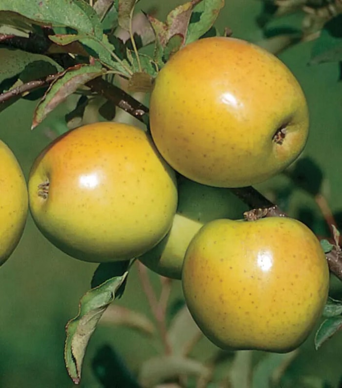 Pommes résistantes aux maladies Stark Bros. Pomme Gold Rush sur un arbre