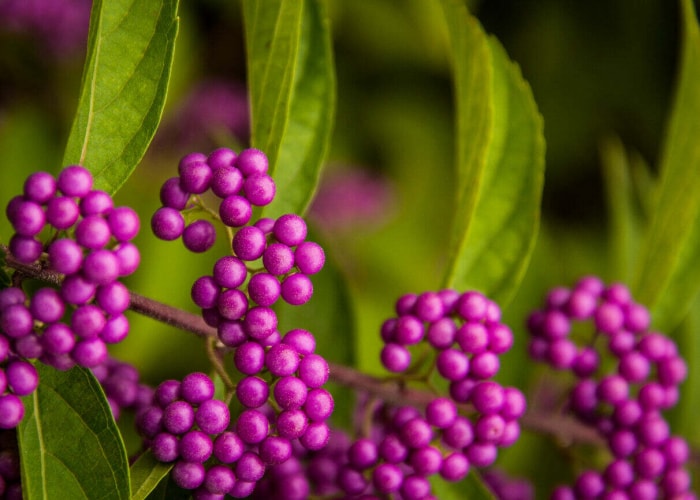 vue rapprochée des baies magenta vif de la plante de beauté américaine