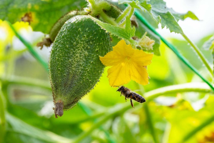 Une abeille pollinise une fleur de concombre jaune en macrophotographie un jour d'été. Concombre vert suspendu à côté d'une fleur jaune en fleurs, photo en gros plan par une journée ensoleillée. Macrophotographie d'une cloque de concombre en fleurs avec des fruits mûrs en été.