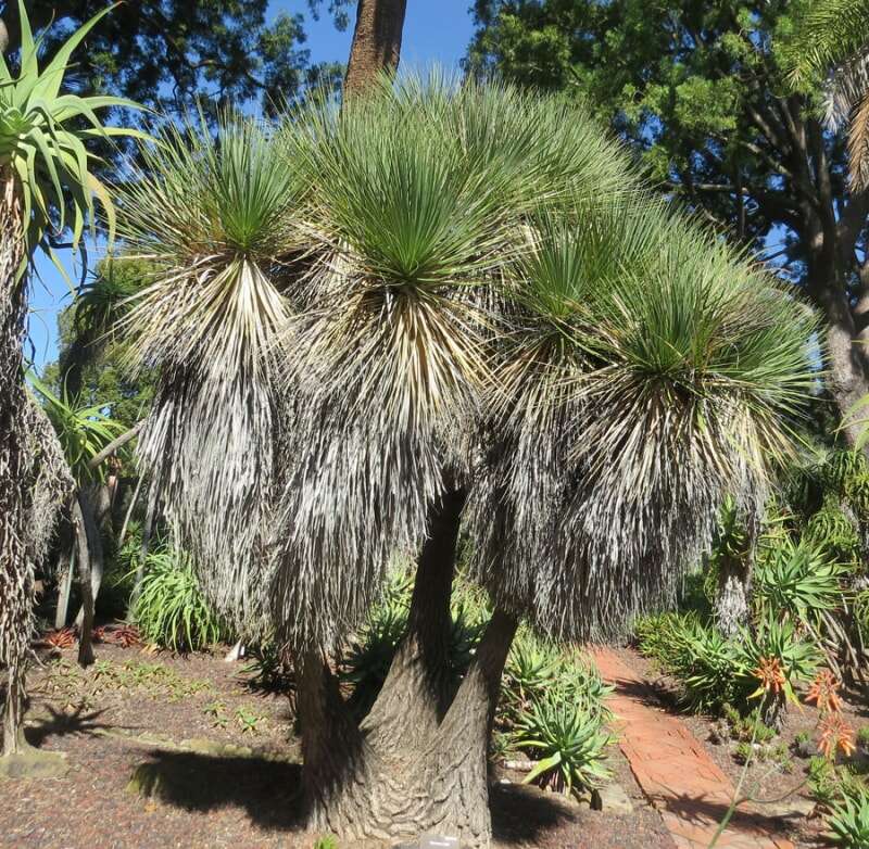 Beaucarnea stricta, une agave du Mexique central connue sous le nom de Bottle Palm. Terre de lotus