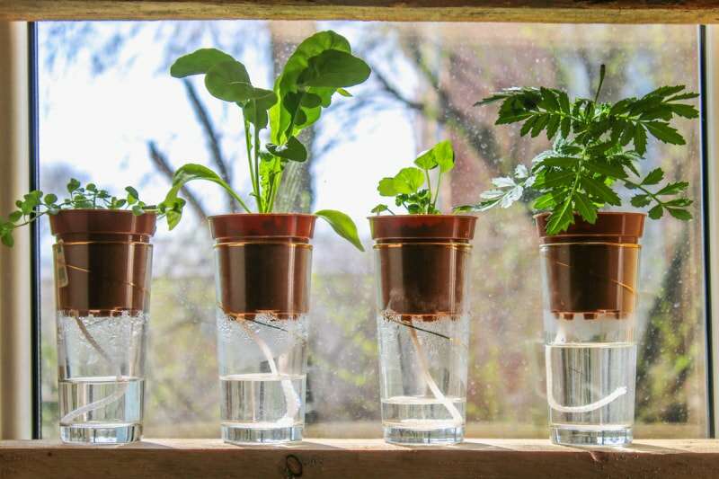 Sur un rebord de fenêtre, quatre plantes dans de petits pots sont posées sur des verres remplis d'eau, démontrant la méthode d'évacuation de l'eau.