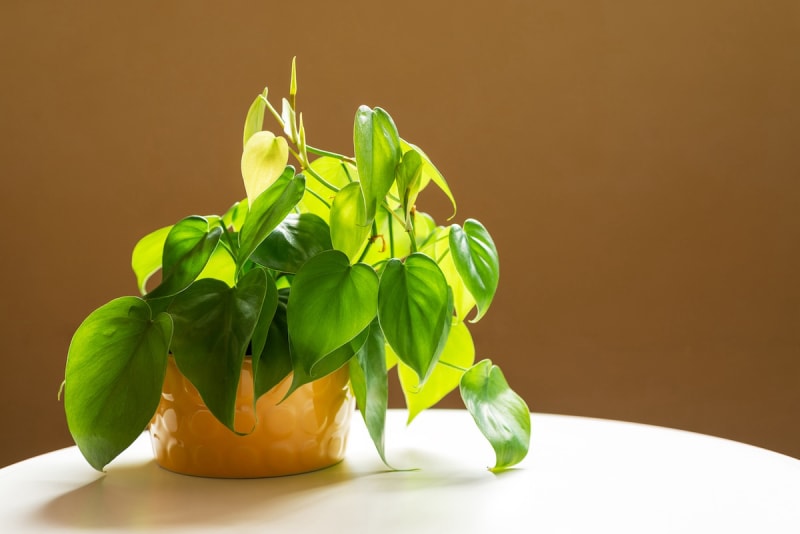 Une plante d'intérieur philodendron à feuilles de cœur sur une petite table d'appoint.