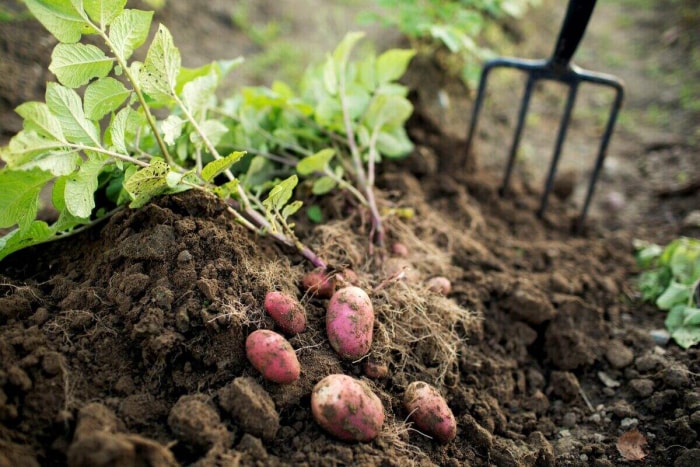 Pommes de terre récoltées dans le jardin.