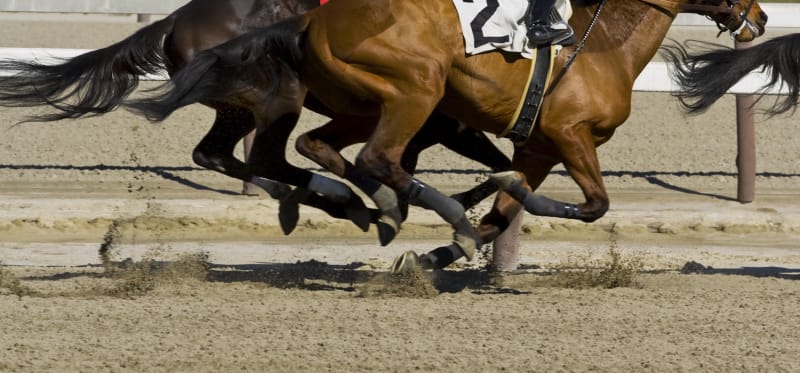 gros plan sur la moitié inférieure d'un cheval en train de courir sur un hippodrome