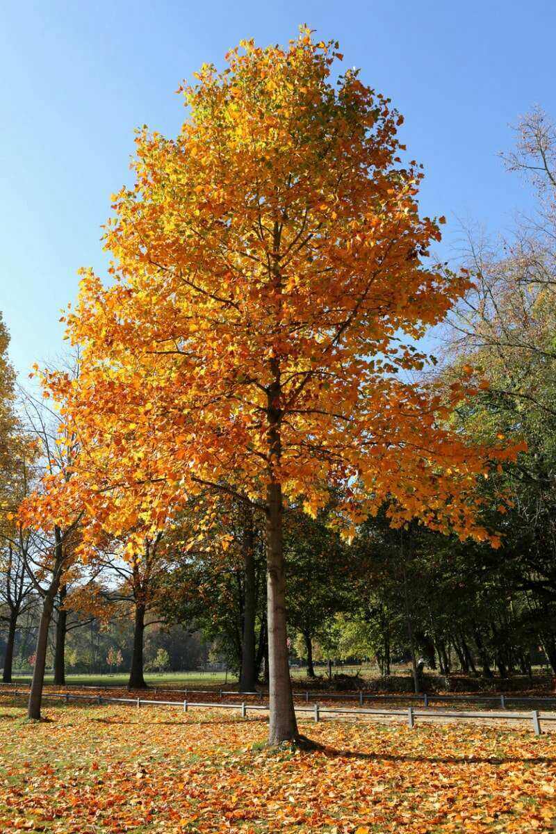 meilleurs arbres pour le tulipier de jardin devenant orange avec des feuilles tombées