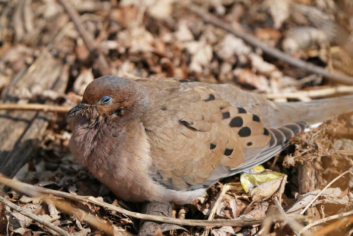 un oiseau a heurté une fenêtre, un oiseau blessé au sol