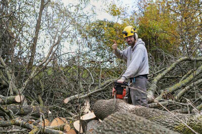 Bûcheron professionnel coupant un gros arbre dans une cour arrière.