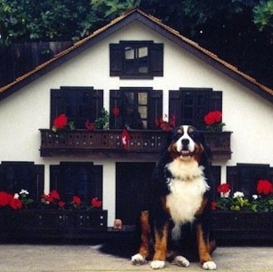 10 façons originales de chouchouter votre animal de compagnie