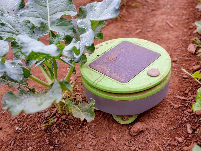 Le robot de désherbage Tertill à côté d'une grande plante de jardin pendant le désherbage.