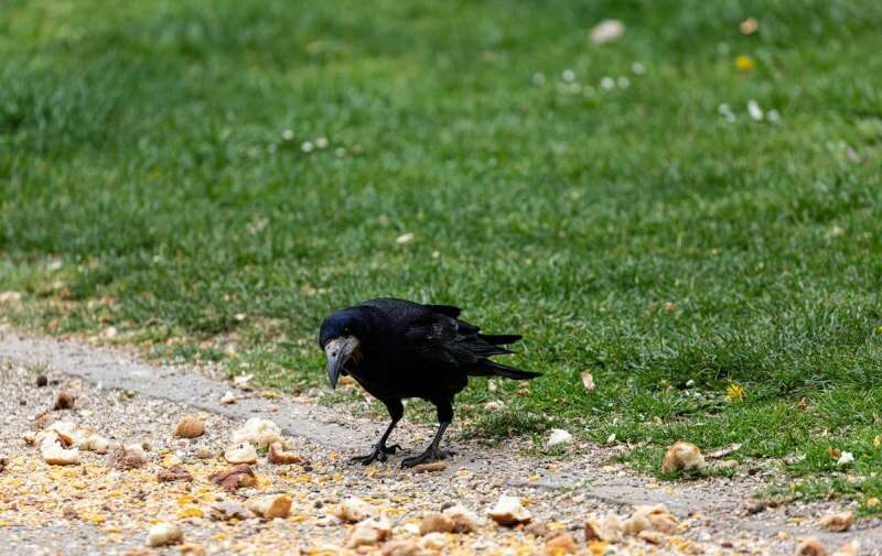 Un corbeau mange des graines pour oiseaux renversées sur le sol dans une cour résidentielle.