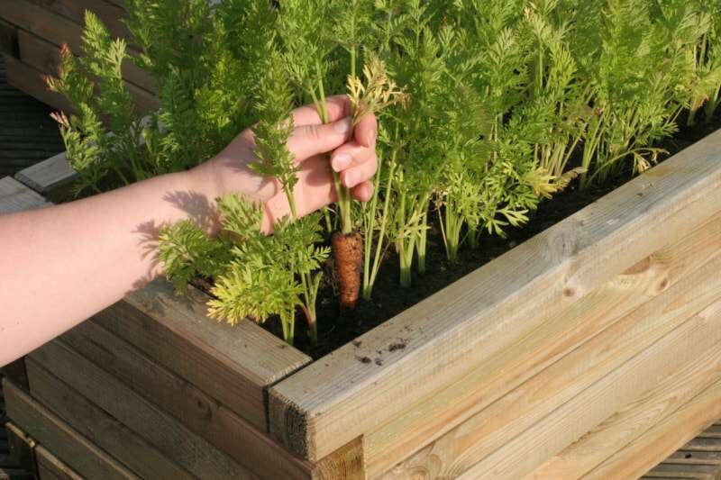 comment faire pousser des carottes