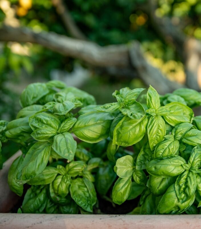 Plusieurs plants de basilic dans un jardin extérieur.