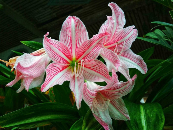 Amaryllis rose et blanche avec des feuilles vertes en arrière-plan.